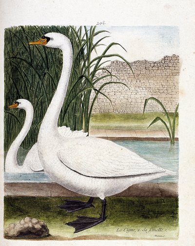Tablica zoologiczna (ornitologia): z przodu łabędź, za samicą (łabędź bulwiasty lub cygnus olor). Ilustracja w „Historii ptaków malowanych w ich pozornych i wrażliwych aspektach” Francois Nicolas Martinet (1731-1800). Prywatna kolekcja. autorstwa Francois Nicolas Martinet