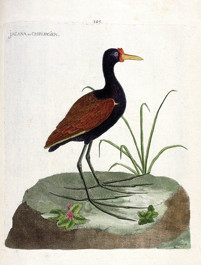 Rada zoologiczna (ornitologia): jacana lub chirurg (jacana noir lub jacana jacaa). Ilustracja w „Historii ptaków malowanych w ich pozornych i wrażliwych aspektach” Francois Nicolas Martinet (1731-1800). Prywatna kolekcja. autorstwa Francois Nicolas Martinet