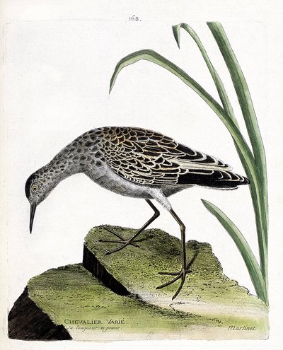 Tablica zoologiczna (ornitologia): różny rycerz (różny wojownik lub philomachus pugnax). Ilustracja w „Historii ptaków malowanych w ich pozornych i wrażliwych aspektach” Francois Nicolas Martinet (1731-1800). Prywatna kolekcja. autorstwa Francois Nicolas Martinet