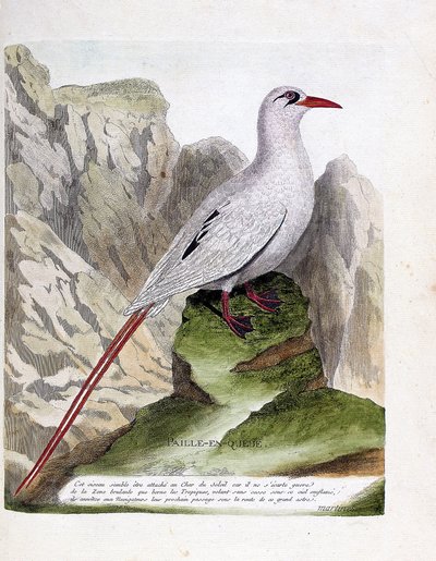 Deska zoologiczna (ornitologia): słoma ogonowa (faeton słomkowy lub czerwono-nitkowaty lub rubricauda). Ilustracja w „Historii ptaków, namalowanych w ich pozornych i wrażliwych aspektach” Francois Nicolas Martinet (1731-1800). Prywatna kolekcja. autorstwa Francois Nicolas Martinet