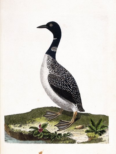 Deska zoologiczna (ornitologia): duże nurkowanie punktowe (nurkowanie imstrand lub gavia immer). Ilustracja w „Historii ptaków malowanych w ich pozornych i wrażliwych aspektach” Francois Nicolas Martinet (1731-1800). Prywatna kolekcja. autorstwa Francois Nicolas Martinet