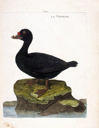 Tablica zoologiczna (ornitologia): uhla (uhla lub melanitta nigra). Ilustracja w „Historii ptaków, namalowanych w ich pozornych i wrażliwych aspektach” Francois Nicolas Martinet (1731-1800). Prywatna kolekcja. autorstwa Francois Nicolas Martinet
