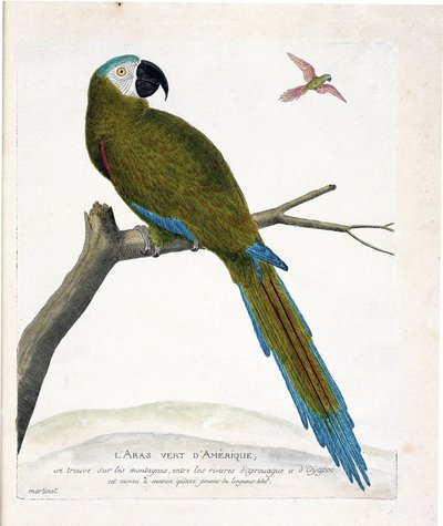 Wykres zoologiczny (ornitologia): Aras zielony amerykański (Ara vert lub ara severa) na gałęzi. Ilustracja w „Historii ptaków malowanych w ich pozornych i wrażliwych aspektach” Francois Nicolas Martinet (1731-1800). Prywatna kolekcja. autorstwa Francois Nicolas Martinet
