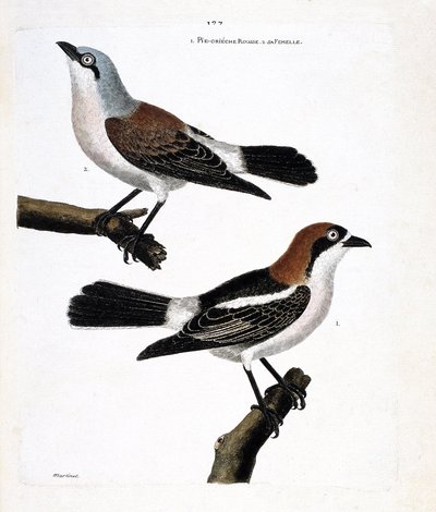 Wykres zoologiczny (ornitologia): Dół: rudowłosy grieche lub grieche rudowłosa głowa (lanius senator) i samica (grieche ecorcheur lub lanius collurio) na górnej gałęzi autorstwa Francois Nicolas Martinet