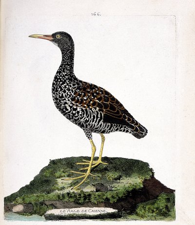 Wykres zoologiczny (ornitologia): Rale Caienne