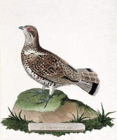 Wykres zoologiczny (ornitologia): Żeński gelinotte (żelinotta drzewna lub bonasia bonasia). Ilustracja w „Historii ptaków malowanych w ich pozornych i wrażliwych aspektach” Francois Nicolas Martinet (1731-1800). Prywatna kolekcja. autorstwa Francois Nicolas Martinet