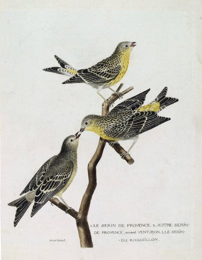 Wykres zoologiczny (ornitologia): Od góry do dołu: serin du Roussillon (serin Cini lub serinus serinus) na gałęzi, serin deProvence (venturon montagnard lub serinus citrinella) i inne serin deProvence. Ilustracja w „Historii ptaków, P autorstwa Francois Nicolas Martinet