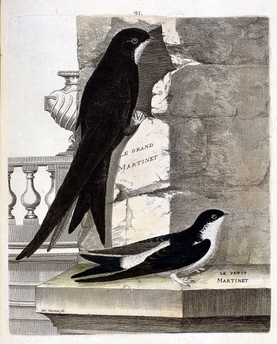 Wykres zoologiczny (ornitologia): jerzyk wielki (jerzyk czarny lub apus apus) i jerzyk mały (jaskółka okienna lub urbica delichon). Ilustracja w „Historii ptaków malowanych w ich pozornych i wrażliwych aspektach” Francois Nicolas Martinet (1731-1800 autorstwa Francois Nicolas Martinet