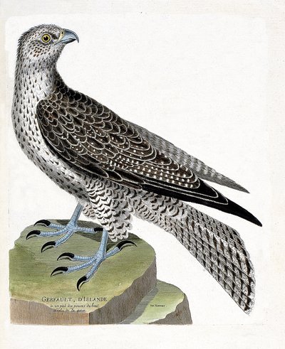 Wykres zoologiczny (ornitologia): islandzki gerfault (sokół gerfaut lub falco rusticolus). Ilustracja w „Historii ptaków, namalowanych w ich pozornych i wrażliwych aspektach” Francois Nicolas Martinet (1731-1800). Prywatna kolekcja. autorstwa Francois Nicolas Martinet