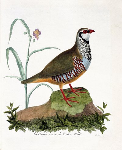 Wykres zoologiczny (ornitologia): La partridge rouge de France, samiec (kuropatwa czerwona lub alectoris rufa). Ilustracja w „Historii ptaków, namalowanych w ich pozornych i wrażliwych aspektach” Francois Nicolas Martinet (1731-1800). Prywatna kolekcja. autorstwa Francois Nicolas Martinet