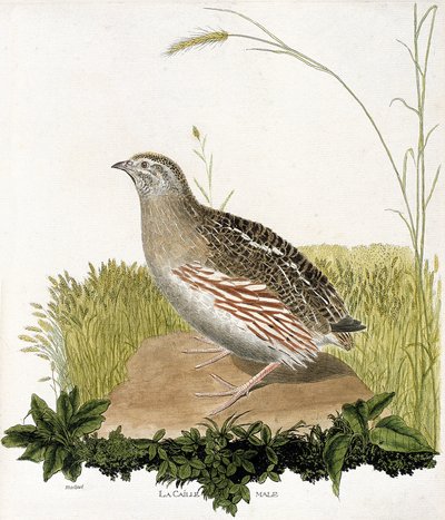 Wykres zoologiczny (ornitologia): Samiec przepiórki (przepiórka ble lub coturnix coturnix). Ilustracja w „Historii ptaków, namalowanych w ich pozornych i wrażliwych aspektach” Francois Nicolas Martinet (1731-1800). Prywatna kolekcja. autorstwa Francois Nicolas Martinet