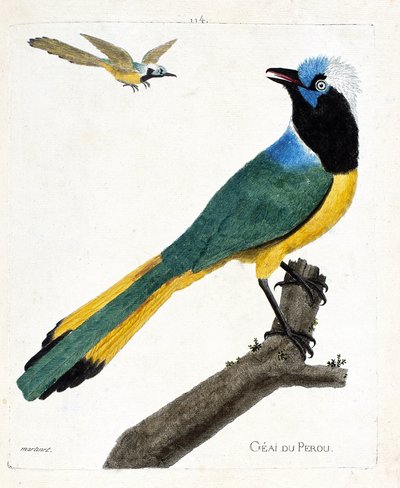 Wykres zoologiczny (ornitologia): Perou jay (zielona sójka lub cyanocorax yncas) na gałęzi. Ilustracja w „Historii ptaków malowanych w ich pozornych i wrażliwych aspektach” Francois Nicolas Martinet (1731-1800). Prywatna kolekcja. autorstwa Francois Nicolas Martinet