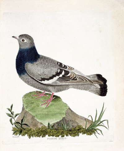 Wykres zoologiczny (ornitologia): Biset gołębi (Columbia livia). Ilustracja w „Historii ptaków malowanych w ich pozornych i wrażliwych aspektach” Francois Nicolas Martinet (1731-1800). Prywatna kolekcja. autorstwa Francois Nicolas Martinet
