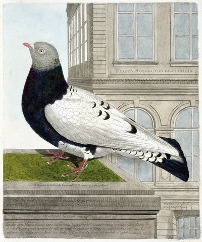 Wykres zoologiczny (ornitologia): Gołąb rzymski (columba livia). Ilustracja w „Historii ptaków, namalowanych w ich pozornych i wrażliwych aspektach” Francois Nicolas Martinet (1731-1800). Prywatna kolekcja. autorstwa Francois Nicolas Martinet