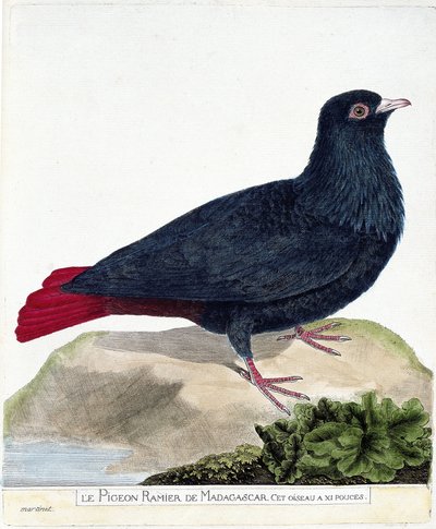 Wykres zoologiczny (ornitologia): Rozgałęziony gołąb Madagaskaru (Blue Founingo lub alectroenas madagascariensis). Ilustracja w „Historii ptaków, namalowanych w ich pozornych i wrażliwych aspektach” Francois Nicolas Martinet (1731-1800). Prywatne autorstwa Francois Nicolas Martinet