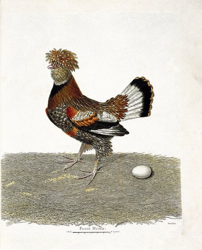 Wykres zoologiczny (ornitologia): Kura (domowa kura lub gallus gallus) i jej jajo. Ilustracja w „Historii ptaków, namalowanych w ich pozornych i wrażliwych aspektach” Francois Nicolas Martinet (1731-1800). Prywatna kolekcja. autorstwa Francois Nicolas Martinet