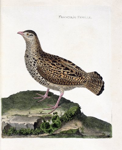 Wykres zoologiczny (ornitologia): Samica frankolina (francolin noir lub francolinus francolinus). Ilustracja w „Historii ptaków, namalowanych w ich pozornych i wrażliwych aspektach” Francois Nicolas Martinet (1731-1800). Prywatna kolekcja. autorstwa Francois Nicolas Martinet
