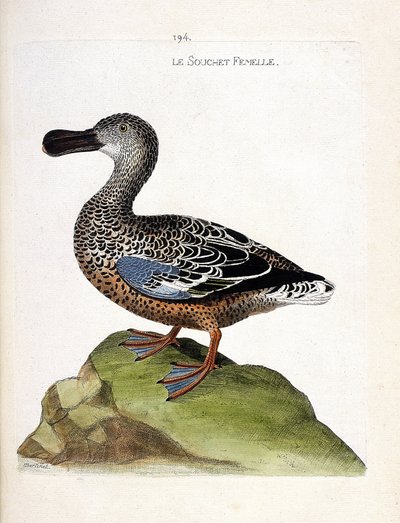 Wykres zoologiczny (ornitologia): Odmiana żeńska (kaczka lub anas clypeata). Ilustracja w „Historii ptaków, namalowanych w ich pozornych i wrażliwych aspektach” Francois Nicolas Martinet (1731-1800). Prywatna kolekcja. autorstwa Francois Nicolas Martinet