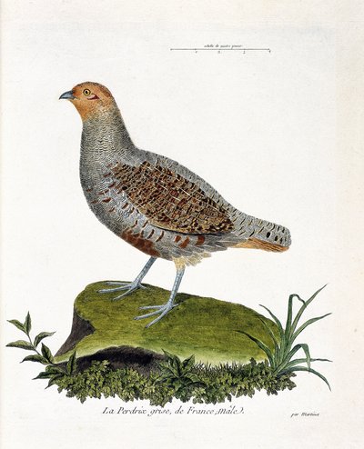 Wykres zoologiczny (ornitologia): Kuropatwa szara Francji, samiec (kuropatwa szara lub kuropatwa). Ilustracja w „Historii ptaków, namalowanych w ich pozornych i wrażliwych aspektach” Francois Nicolas Martinet (1731-1800). Prywatna kolekcja. autorstwa Francois Nicolas Martinet