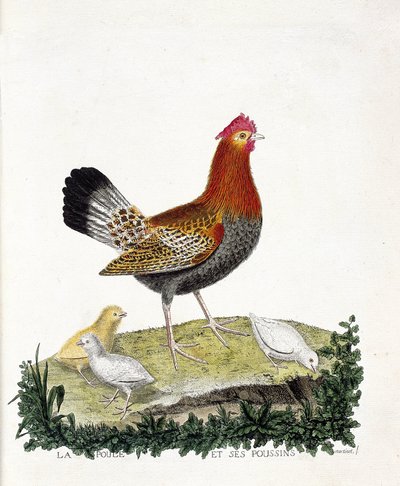Wykres zoologiczny (ornitologia): Kura i jej pisklęta (kura domowa lub gallus gallus). Ilustracja w „Historii ptaków malowanych w ich pozornych i wrażliwych aspektach” Francois Nicolas Martinet (1731-1800). Prywatna kolekcja. autorstwa Francois Nicolas Martinet