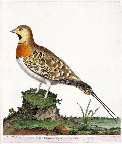 Wykres zoologiczny (ornitologia): Samiec gelinotte z Pirenejów (Ganga cata lub pterocles alchata). Ilustracja w „Historii ptaków, namalowanych w ich pozornych i wrażliwych aspektach” Francois Nicolas Martinet (1731-1800). Prywatna kolekcja. autorstwa Francois Nicolas Martinet