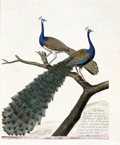 Wykres zoologiczny (ornitologia): Paw (niebieski paw lub pavo cristatus). Ilustracja w „Historii ptaków, namalowanych w ich pozornych i wrażliwych aspektach” Francois Nicolas Martinet (1731-1800). Prywatna kolekcja. autorstwa Francois Nicolas Martinet