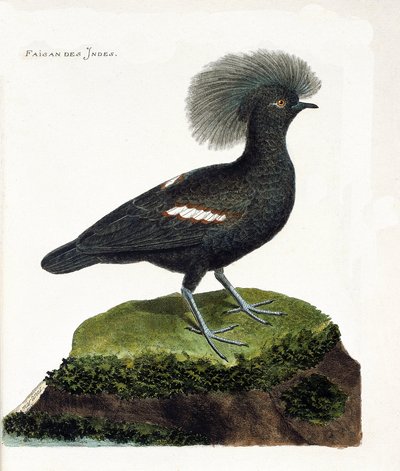 Wykres zoologiczny (ornitologia): Bażant indyjski (goura crown lub goura cristata). Ilustracja w „Historii ptaków malowanych w ich pozornych i wrażliwych aspektach” Francois Nicolas Martinet (1731-1800). Prywatna kolekcja. autorstwa Francois Nicolas Martinet