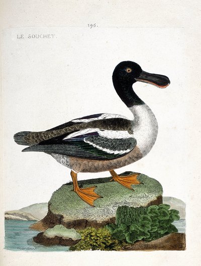 Wykres zoologiczny (ornitologia): Odmiana (mała kaczka lub anas clypeata). Ilustracja w „Historii ptaków malowanych w ich pozornych i wrażliwych aspektach” Francois Nicolas Martinet (1731-1800). Prywatna kolekcja. autorstwa Francois Nicolas Martinet