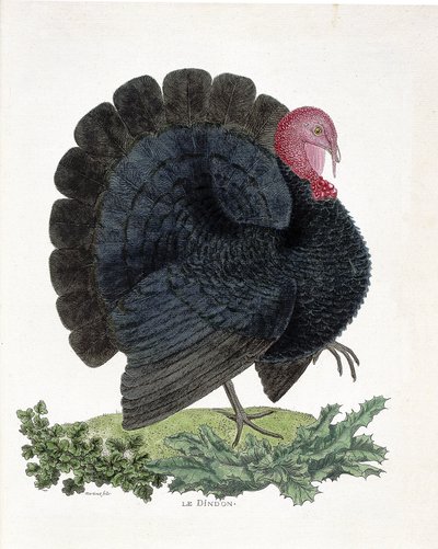 Wykres zoologiczny (ornitologia): Turcja (indyk domowy lub Melaeagris gallopavo). Ilustracja w „Historii ptaków malowanych w ich pozornych i wrażliwych aspektach” Francois Nicolas Martinet (1731-1800) (rycina) autorstwa Francois Nicolas Martinet