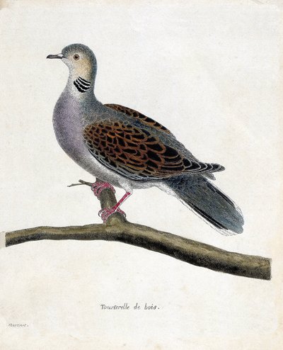 Wykres zoologiczny (ornitologia): gołąb leśny (słodziak lub streptopelia turtur) na gałęzi. Ilustracja w „Historii ptaków, namalowanych w ich pozornych i wrażliwych aspektach” Francois Nicolas Martinet (1731-1800). Prywatna kolekcja. autorstwa Francois Nicolas Martinet