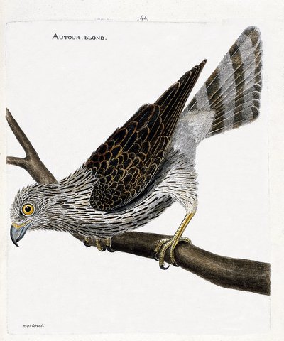Wykres zoologiczny (ornitologia): wokół blondyna (wokół jastrzębia lub pazura gentilis) na gałęzi. Ilustracja w „Historii ptaków, namalowanych w ich pozornych i wrażliwych aspektach” Francois Nicolas Martinet (1731-1800). Prywatna kolekcja. autorstwa Francois Nicolas Martinet