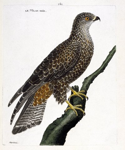 Wykres zoologiczny (ornitologia): czarny milvus migrans na gałęzi. Ilustracja w „Historii ptaków malowanych w ich pozornych i wrażliwych aspektach” Francois Nicolas Martinet (1731-1800). Prywatna kolekcja. autorstwa Francois Nicolas Martinet