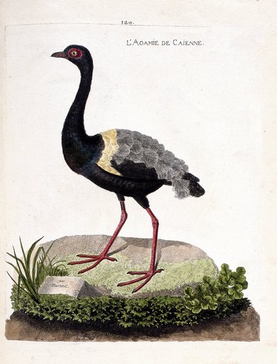 Wykres zoologiczny (ornitologia): caienne agami (trąbka agami lub psophia crepitans). Ilustracja w „Historii ptaków malowanych w ich pozornych i wrażliwych aspektach” Francois Nicolas Martinet (1731-1800). Prywatna kolekcja. autorstwa Francois Nicolas Martinet