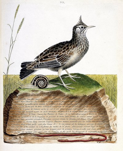 Wykres zoologiczny (ornitologia): cochevis (cochevis huppe lub Galerida cristata). Ilustracja w „Historii ptaków malowanych w ich pozornych i wrażliwych aspektach” Francois Nicolas Martinet (1731-1800). Prywatna kolekcja. autorstwa Francois Nicolas Martinet