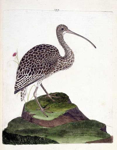 Wykres zoologiczny (ornitologia): kulik (jesion kulik lub numenius arquata). Ilustracja w „Historii ptaków, namalowanych w ich pozornych i wrażliwych aspektach” Francois Nicolas Martinet (1731-1800). Prywatna kolekcja. autorstwa Francois Nicolas Martinet