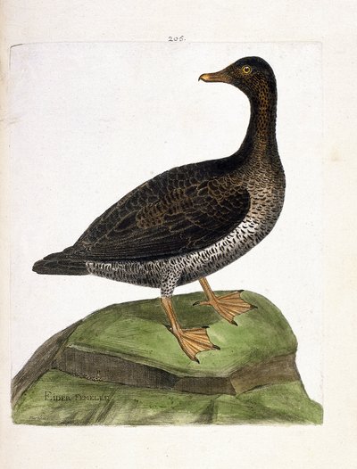 Wykres zoologiczny (ornitologia): samica edredona (edredon puchowy lub somateria mollissima). Ilustracja w „Historii ptaków, namalowanych w ich pozornych i wrażliwych aspektach” Francois Nicolas Martinet (1731-1800). Prywatna kolekcja. autorstwa Francois Nicolas Martinet