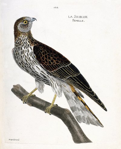 Wykres zoologiczny (ornitologia): żeński soubus (busard saint martin lub circus cyaneus) na gałęzi. Ilustracja w „Historii ptaków, namalowanych w ich pozornych i wrażliwych aspektach” Francois Nicolas Martinet (1731-1800). Prywatna kolekcja. autorstwa Francois Nicolas Martinet