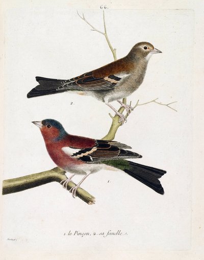 Wykres zoologiczny (ornitologia): od dołu do góry: Szczypta i jej samica (pinson lub fringilla coelebs) na gałęzi. Ilustracja w „Historii ptaków malowanych w ich pozornych i wrażliwych aspektach” Francois Nicolas Martinet (1731-180 autorstwa Francois Nicolas Martinet