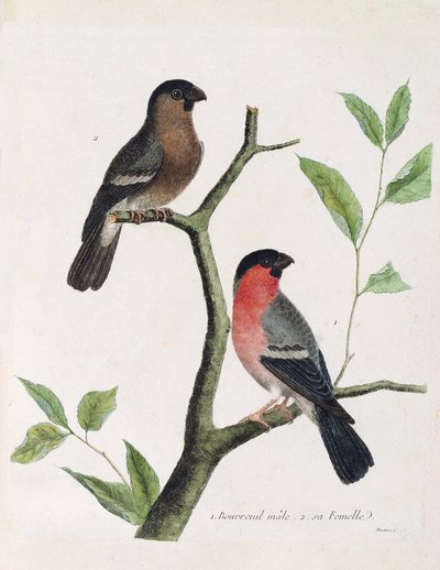 Wykres zoologiczny (ornitologia): od dołu do góry: bouvreil męski i żeński (peony bouvreil lub pyrrhula pyrrrhula) na gałęzi. Ilustracja w „Historii ptaków malowanych w ich pozornych i wrażliwych aspektach” Francois Nicolas Martinet (1731 autorstwa Francois Nicolas Martinet