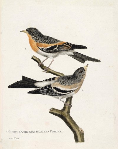 Wykres zoologiczny (ornitologia): od góry do dołu: Pinson męski i żeński ardeński (pinson północny lub fringilla montifringilla) na gałęzi. Ilustracja w „Historii ptaków, namalowanych w ich pozornych i wrażliwych aspektach” Francois Nico autorstwa Francois Nicolas Martinet