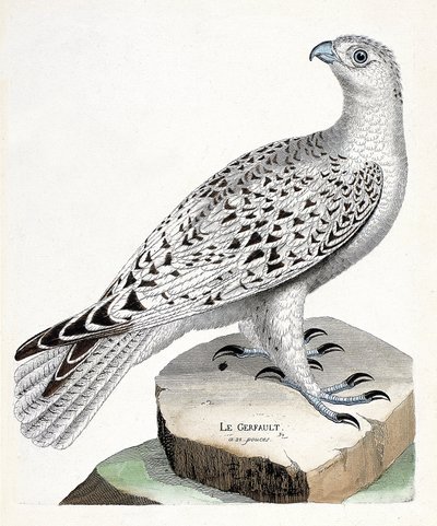 Wykres zoologiczny (ornitologia): gerfault (sokół gerfaut lub falco rusticolus). Ilustracja w „Historii ptaków malowanych w ich pozornych i wrażliwych aspektach” Francois Nicolas Martinet (1731-1800). Prywatna kolekcja. autorstwa Francois Nicolas Martinet