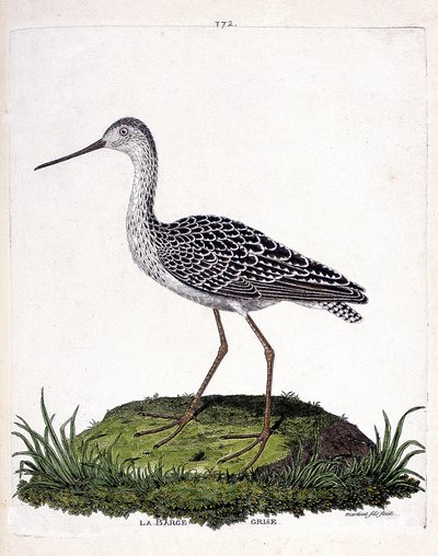 Mapa zoologiczna (ornitologia): barka szara (barka czerwona lub limosa lapponica). Ilustracja w „Historii ptaków malowanych w ich pozornych i wrażliwych aspektach” Francois Nicolas Martinet (1731-1800). Prywatna kolekcja. autorstwa Francois Nicolas Martinet