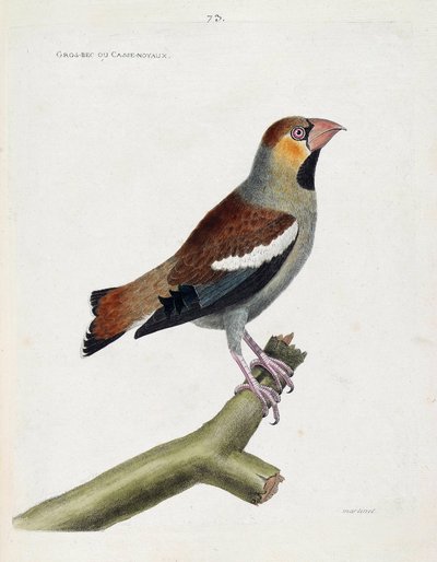 Wykres zoologiczny (ornitologia): duży dziób (grosdziób) lub jądra (kakautraust) na gałęzi. Ilustracja w „Historii ptaków, namalowanych w ich pozornych i wrażliwych aspektach” Francois Nicolas Martinet (1731-1800). Prywatna kolekcja. autorstwa Francois Nicolas Martinet