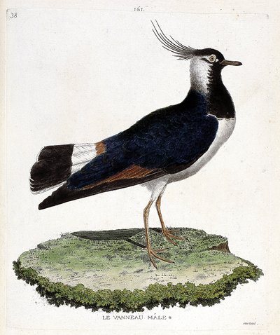 Wykres zoologiczny (ornitologia): samiec jagnięciny (zapętlony lub vanellus vanellus). Ilustracja w „Historii ptaków, namalowanych w ich pozornych i wrażliwych aspektach” Francois Nicolas Martinet (1731-1800). Prywatna kolekcja. autorstwa Francois Nicolas Martinet