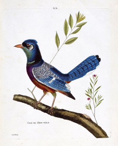 Wykres zoologiczny (ornitologia): samiec sójki siam (sójka niebieska lub cyanocitta cristata) na gałęzi. Ilustracja w „Historii ptaków, namalowanych w ich pozornych i wrażliwych aspektach” Francois Nicolas Martinet (1731-1800). Prywatna kolekcja. autorstwa Francois Nicolas Martinet
