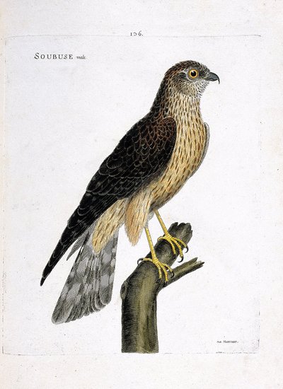 Wykres zoologiczny (ornitologia): męski soubus (busard saint martin lub circus cyaneus) na gałęzi. Ilustracja w „Historii ptaków malowanych w ich pozornych i wrażliwych aspektach” Francois Nicolas Martinet (1731-1800). Prywatna kolekcja. autorstwa Francois Nicolas Martinet