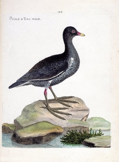 Wykres zoologiczny (ornitologia): samiec wodniaka (wodnik lub gallinula chloropus). Ilustracja w „Historii ptaków malowanych w ich pozornych i wrażliwych aspektach” Francois Nicolas Martinet (1731-1800). Prywatna kolekcja. autorstwa Francois Nicolas Martinet