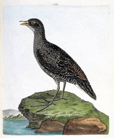 Wykres zoologiczny (ornitologia): maruet (maruet punktowy lub porzana porzana). Ilustracja w „Historii ptaków, namalowanych w ich pozornych i wrażliwych aspektach” Francois Nicolas Martinet (1731-1800). Prywatna kolekcja. autorstwa Francois Nicolas Martinet
