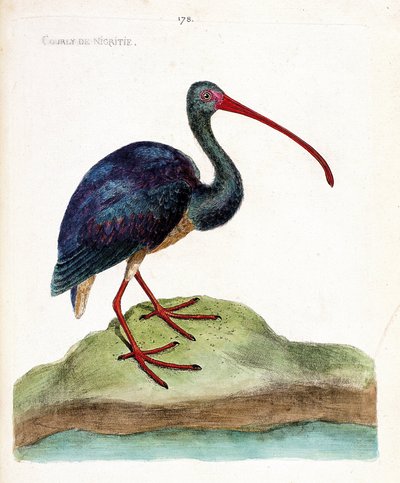 Wykres zoologiczny (ornitologia): courly nigritie (ibis falcinelle lub plegadis falcinellus). Ilustracja w „Historii ptaków malowanych w ich pozornych i wrażliwych aspektach” Francois Nicolas Martinet (1731-1800). Prywatna kolekcja. autorstwa Francois Nicolas Martinet