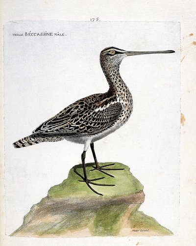Wykres zoologiczny (ornitologia): stary samiec becassine (becassine bagienna lub gallinago gallinago). Ilustracja w „Historii ptaków malowanych w ich pozornych i wrażliwych aspektach” Francois Nicolas Martinet (1731-1800). Prywatna kolekcja. autorstwa Francois Nicolas Martinet